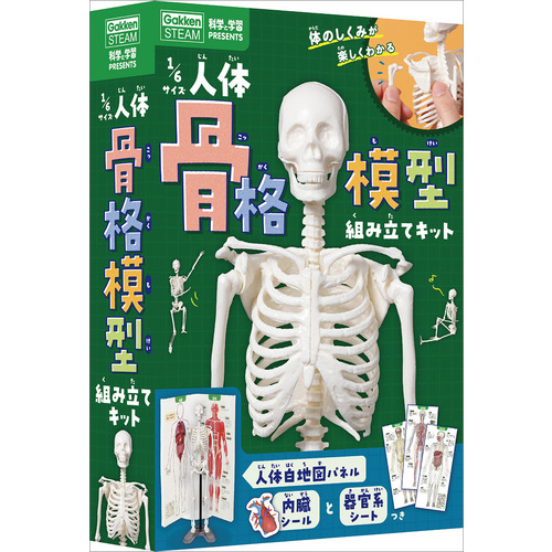 １／６サイズ人体骨格模型組み立てキット