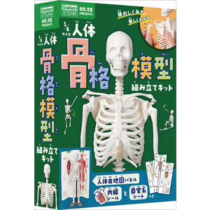 科学と学習PRESENTS|1／6サイズ人体骨格模型組み立てキット