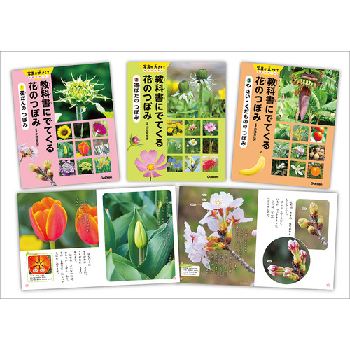教科書にでてくる　花のつぼみ　全３巻