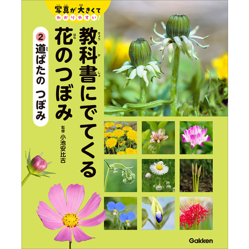 ２　道ばたの　つぼみ